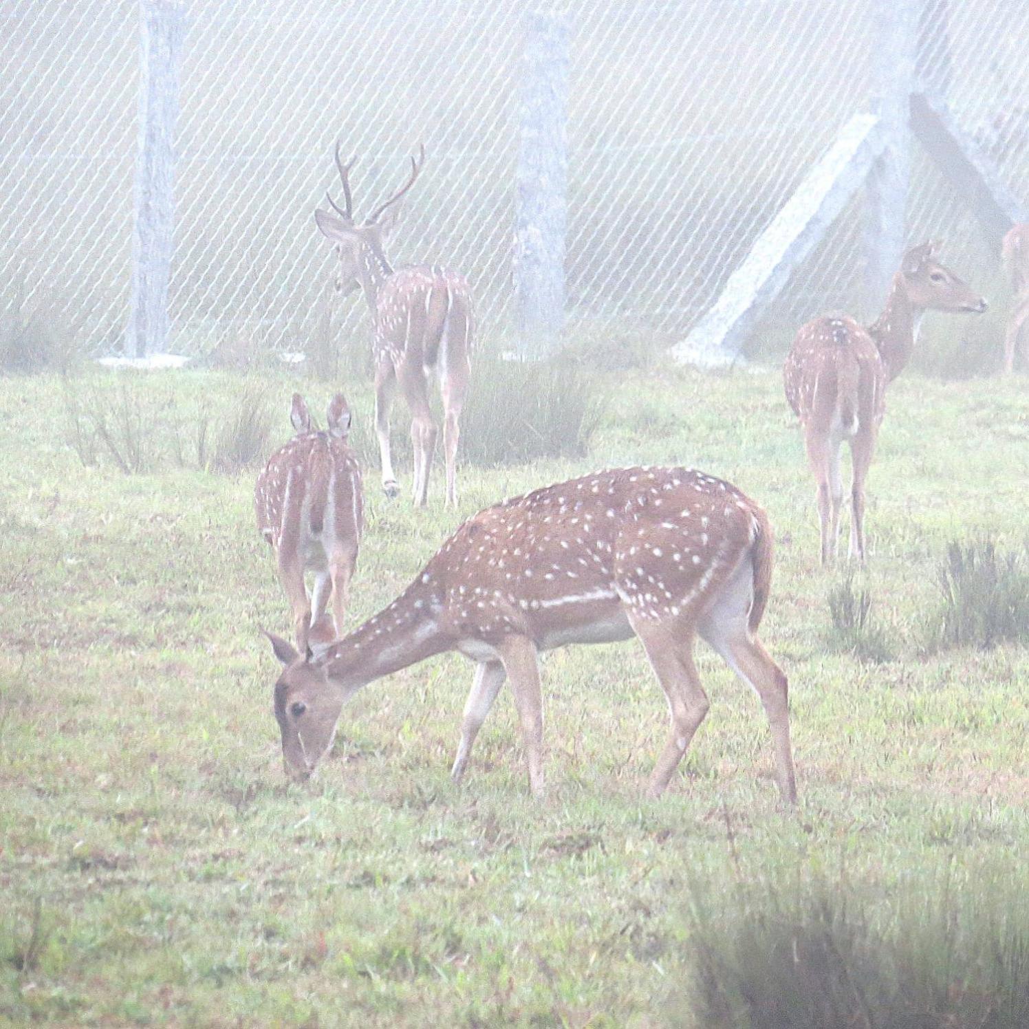 Villa The Deer Meadows Mudumalai Esterno foto