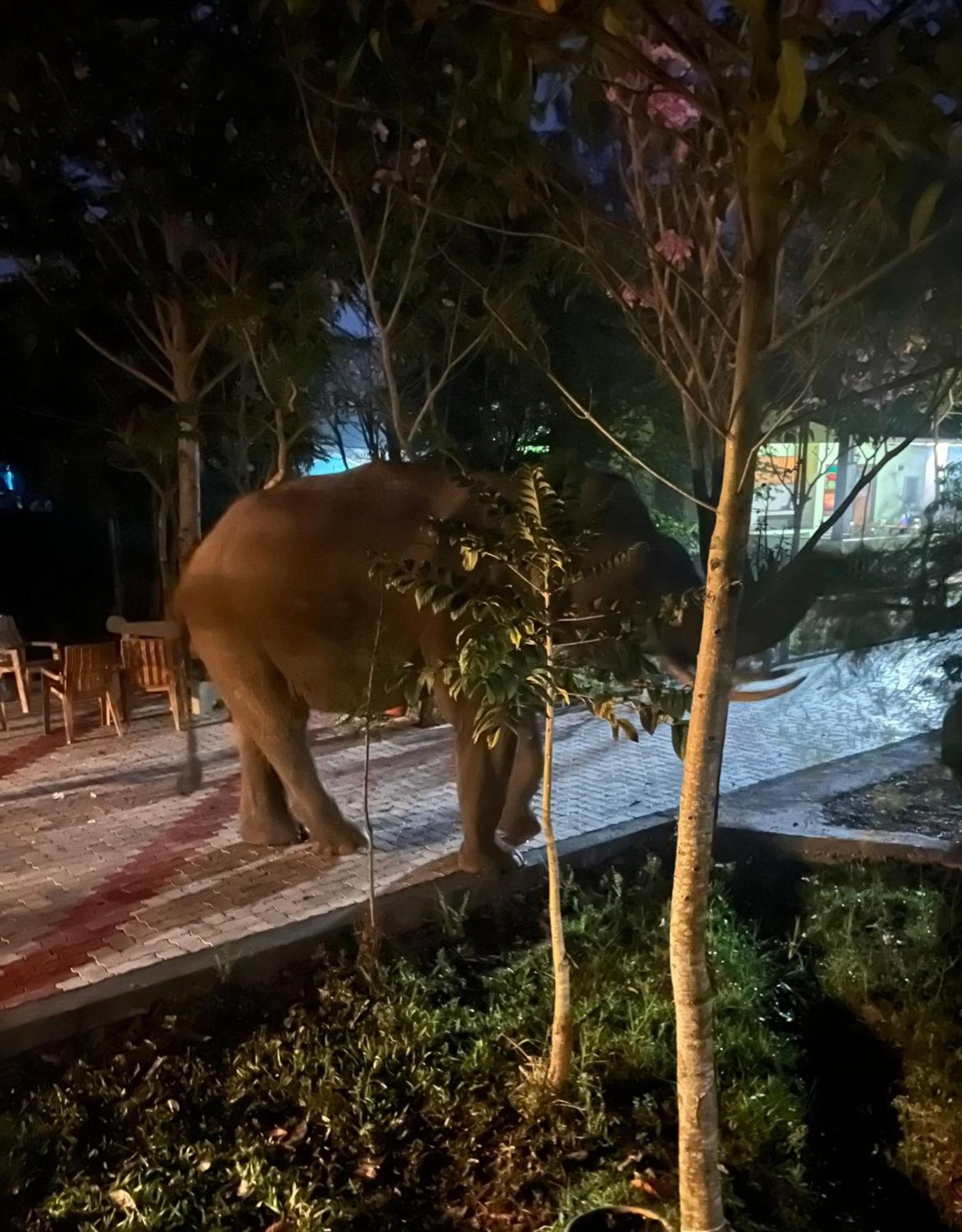 Villa The Deer Meadows Mudumalai Esterno foto